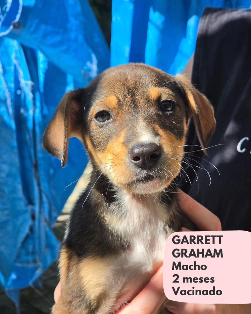 Garrett Graham, cachorro de porte pequeno para adoção em São Paulo - SP