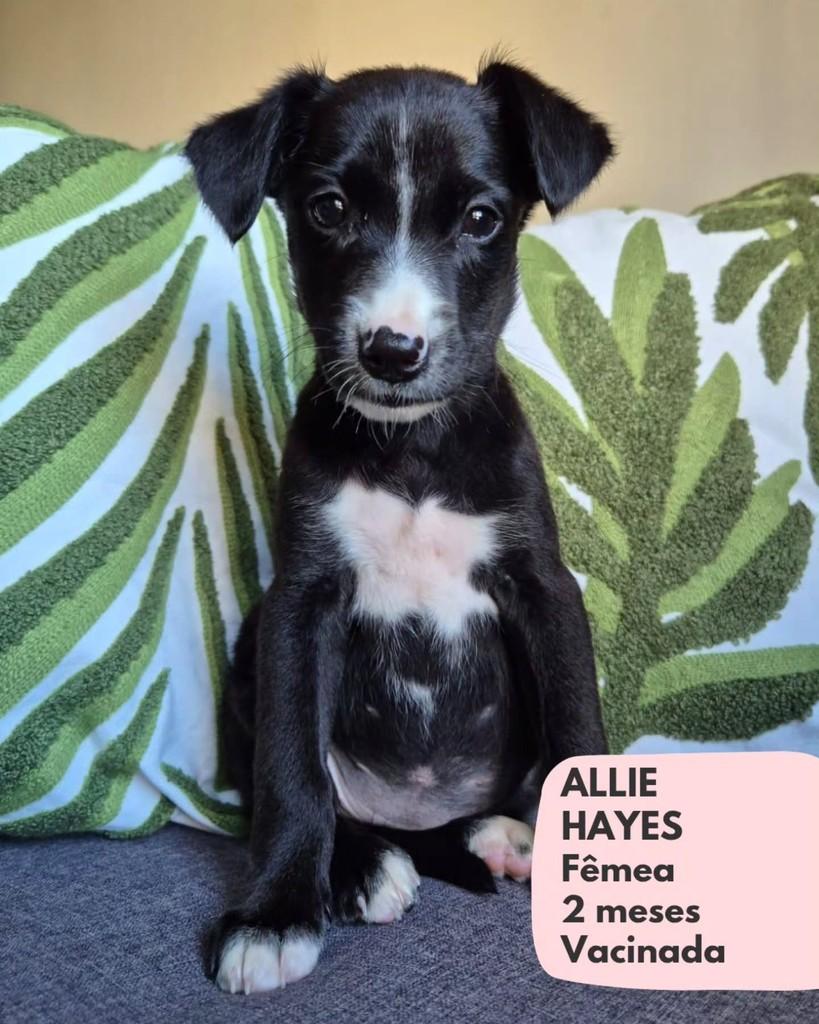 Allie, cachorro de porte pequeno para adoção em São Paulo - SP