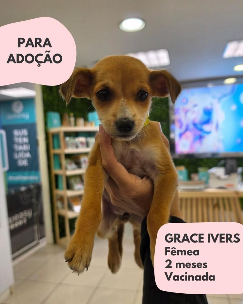 Grace, cachorro de porte pequeno para adoção em São Paulo - SP