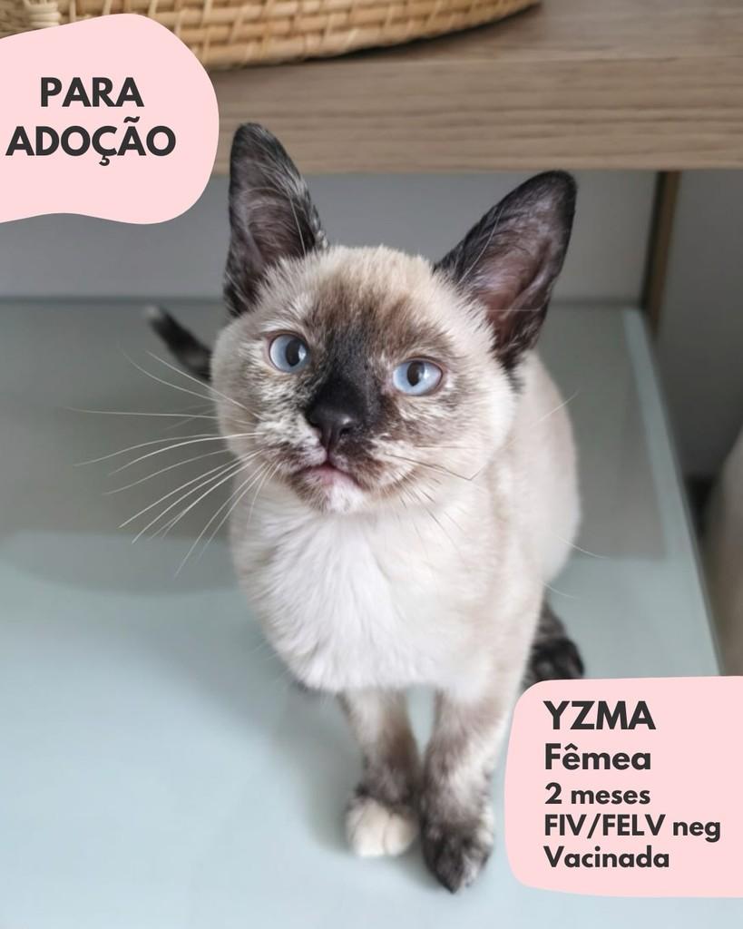 Yzma, gata de porte pequeno para adoção em São Paulo - SP