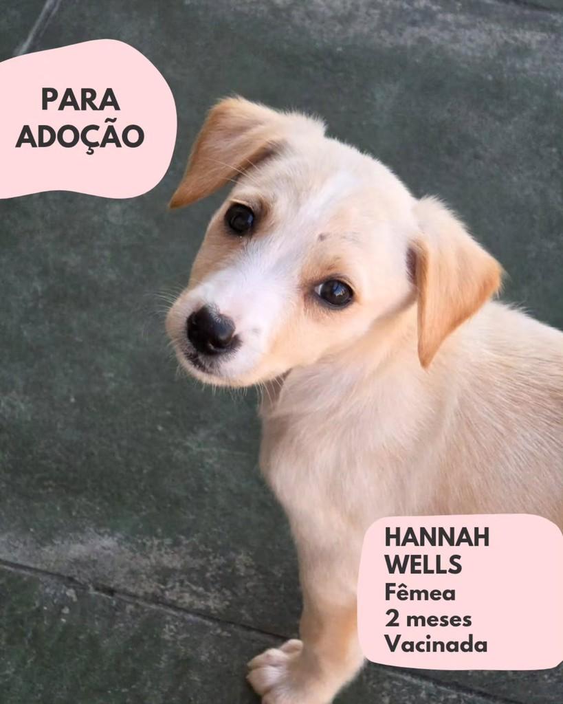 Hannah, cachorro de porte pequeno para adoção em São Paulo - SP