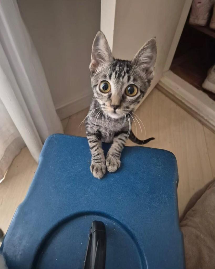 Aura, gata de porte pequeno para adoção em São Paulo - SP