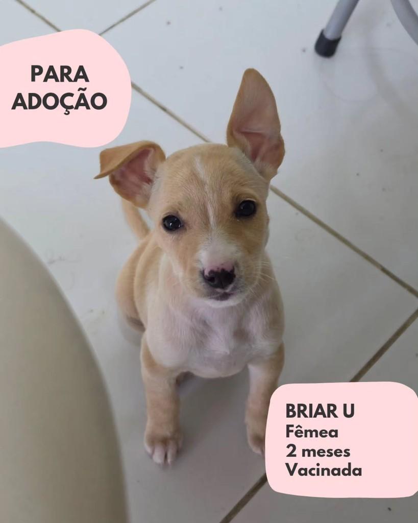 Briar U, cachorro de porte pequeno para adoção em São Paulo - SP