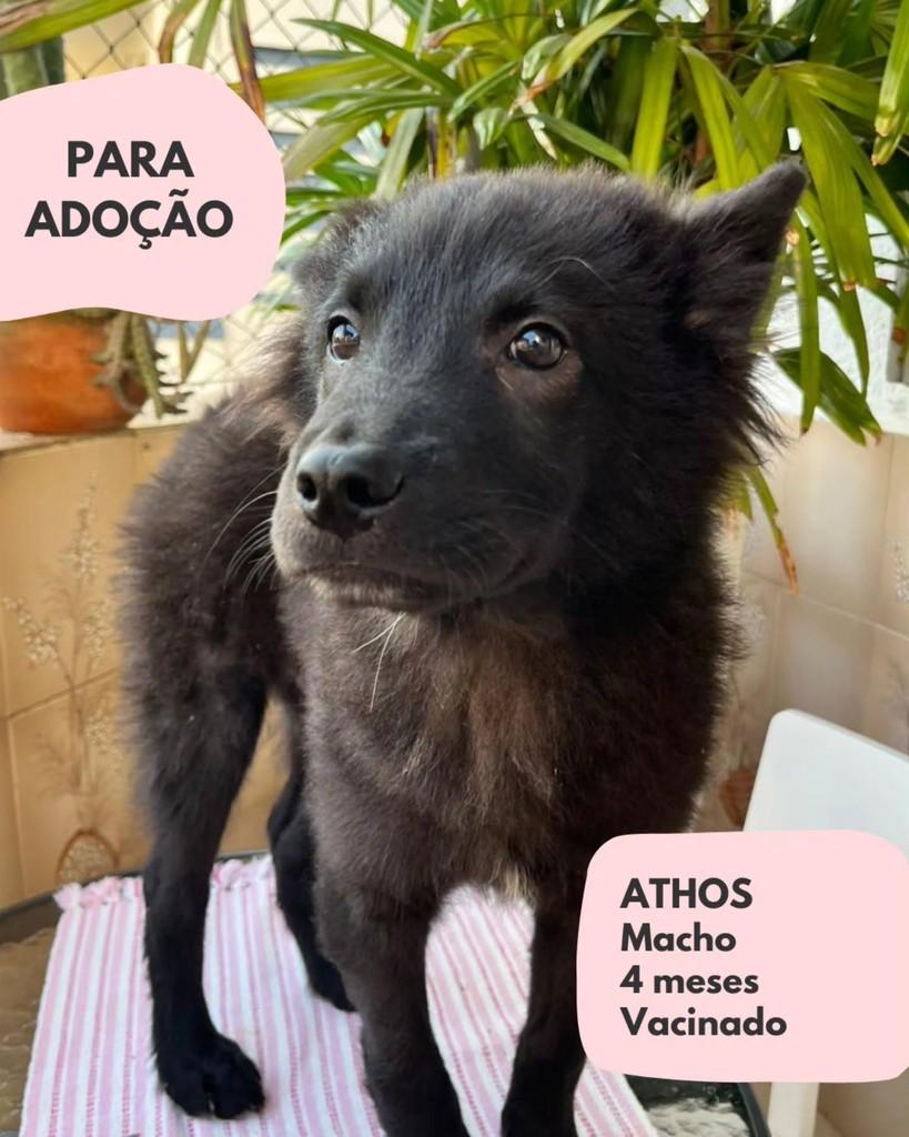 Athos, cachorro de porte pequeno para adoção em São Paulo - SP