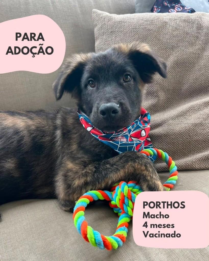 Porthos, cachorro de porte pequeno para adoção em São Paulo - SP