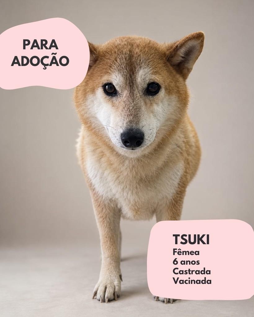 Tsuki, cadela de porte pequeno para adoção em São Paulo - SP