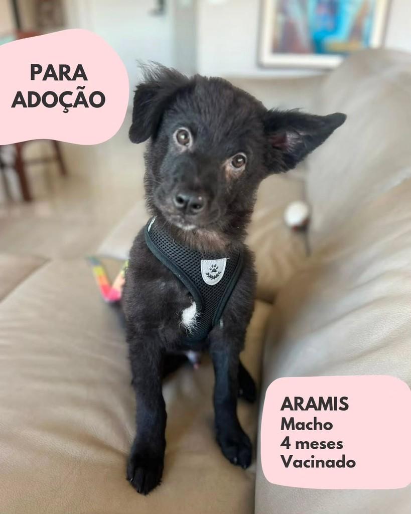 Aramis, cachorro de porte pequeno para adoção em São Paulo - SP
