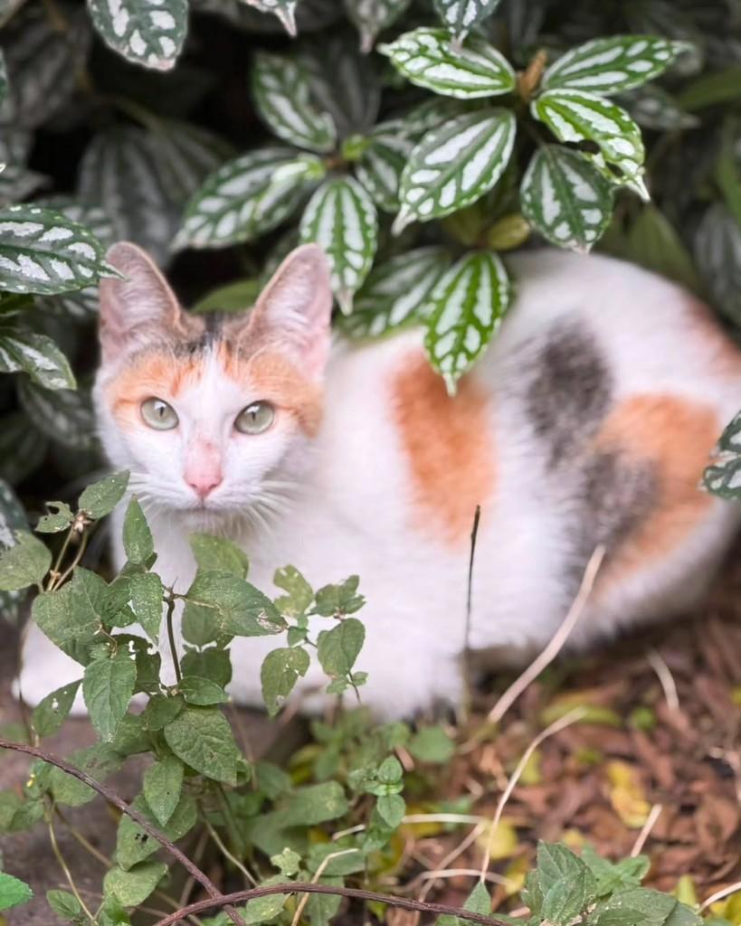 Dona Benta, gata de porte médio para adoção em São Paulo - SP