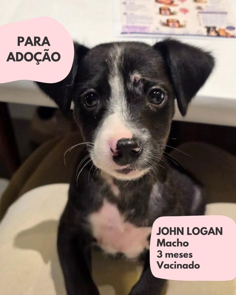 John Logan, cachorro de porte pequeno para adoção em São Paulo - SP