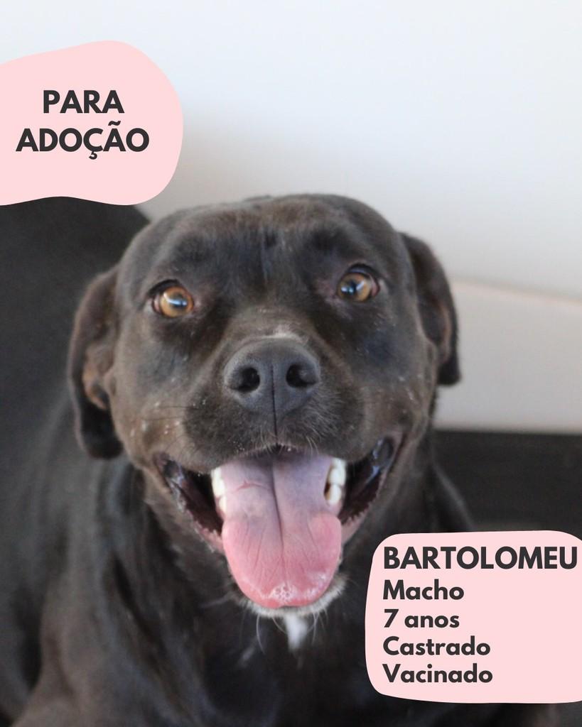 Bartolomeu, cachorro de porte pequeno para adoção em Macaé - RJ