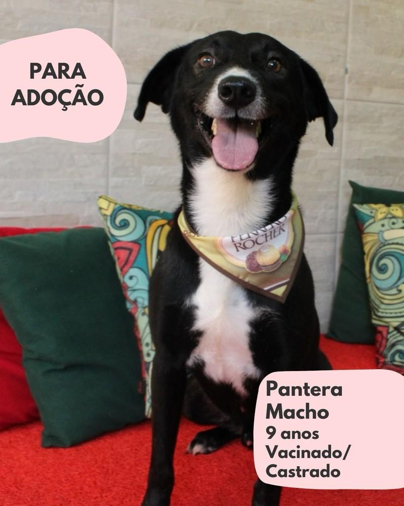 Pantera, cachorro de porte médio para adoção em São Paulo - SP