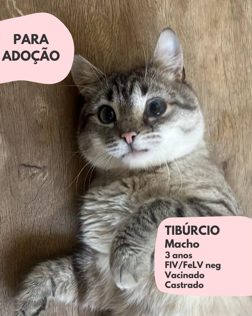 Tibúrcio, gato de porte médio para adoção em São Paulo - SP