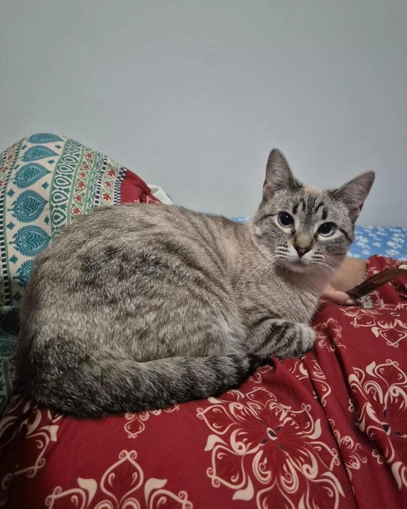 Donizete, gato de porte médio para adoção em São Paulo - SP