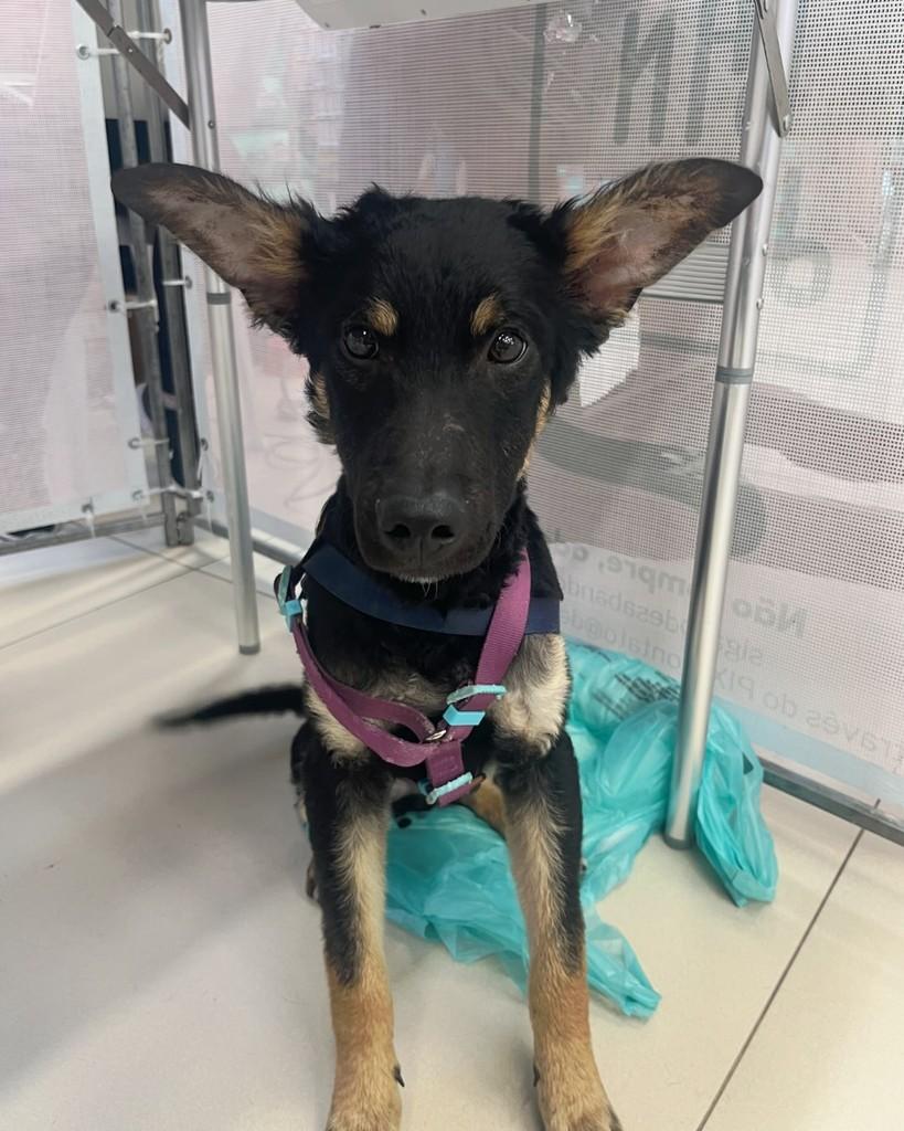 Arnold, cachorro de porte pequeno para adoção em São Paulo - SP