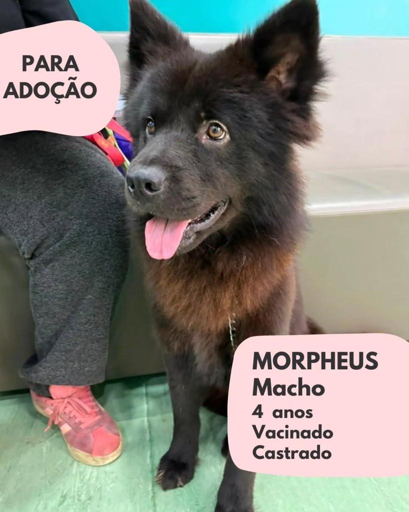 Morpheus, cachorro de porte grande para adoção em São Paulo - SP