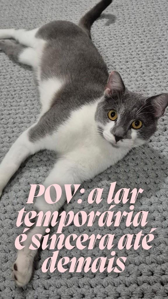 Rasputin, gato de porte médio para adoção em São Paulo - SP