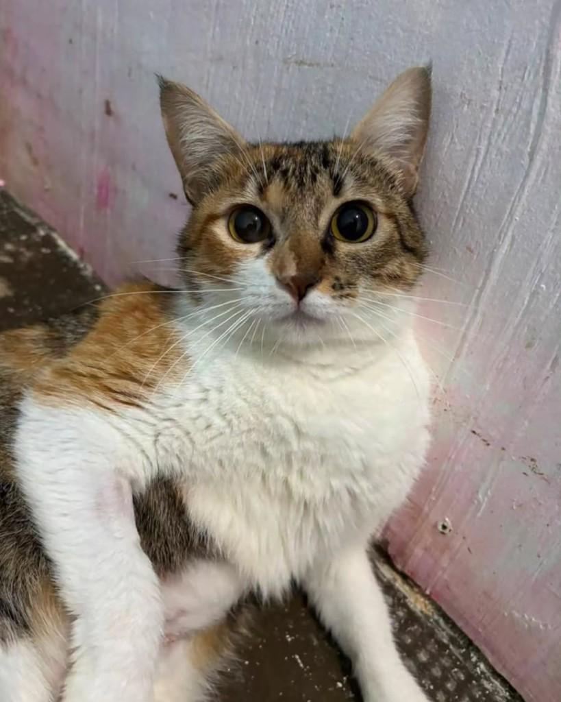 Atena, gata de porte médio para adoção em São Paulo - SP