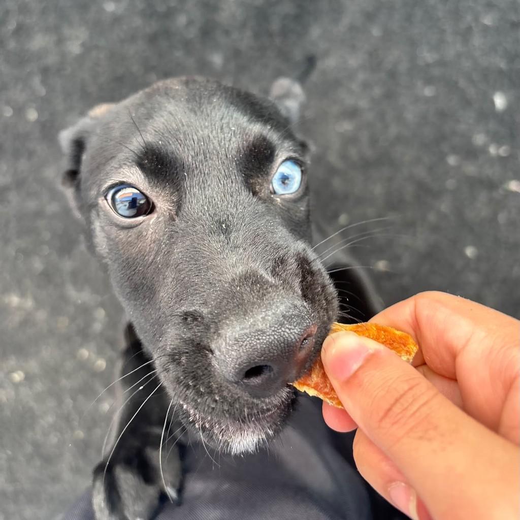 Ken, cachorro de porte pequeno para adoção em Taboão da Serra - SP