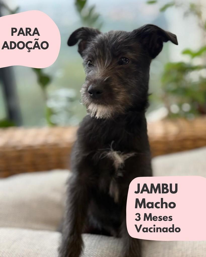 Jambu, cachorro de porte pequeno para adoção em São Paulo - SP