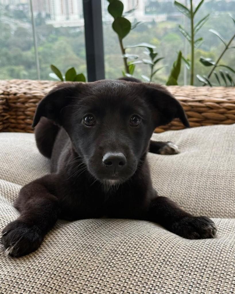 Pequi, cadela de porte pequeno para adoção em São Paulo - SP