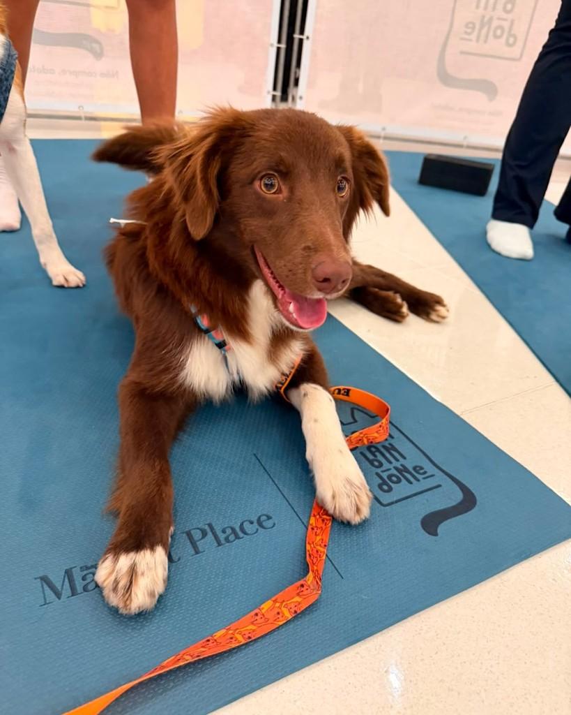 Otoniel, cachorro de porte pequeno para adoção em São Paulo - SP