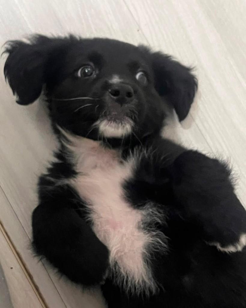 Nibs, cachorro de porte pequeno para adoção em São Paulo - SP