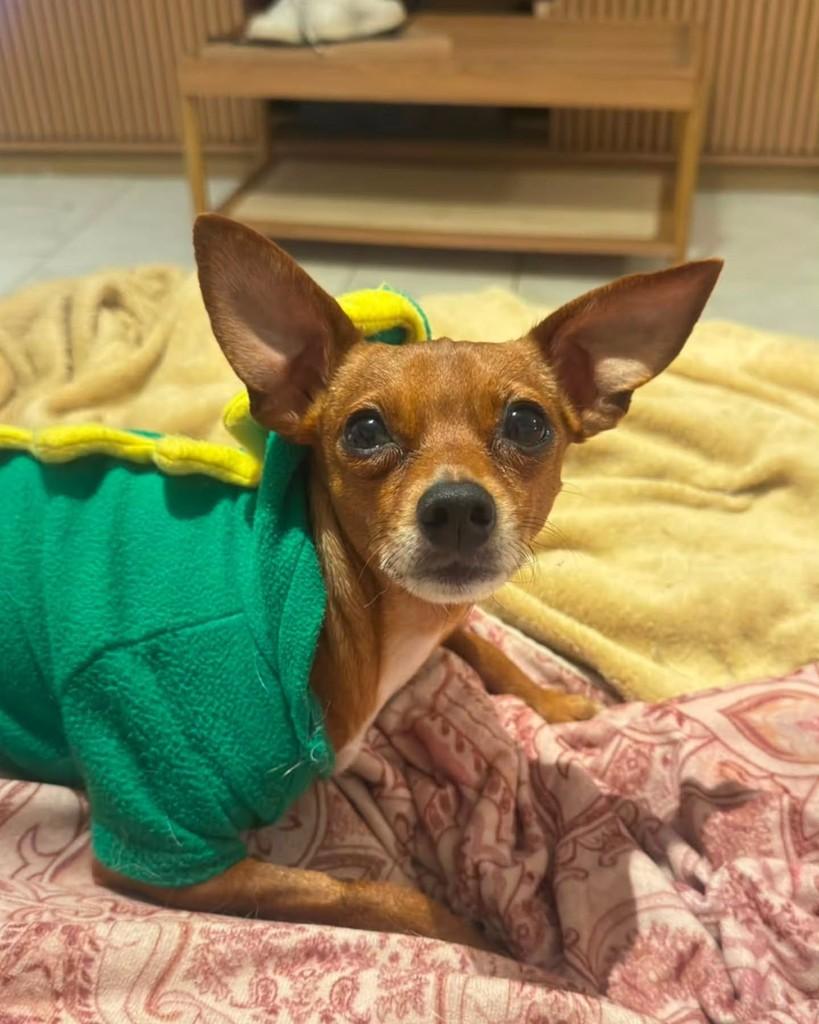 Robertinho, cachorro de porte médio para adoção em São Paulo - SP