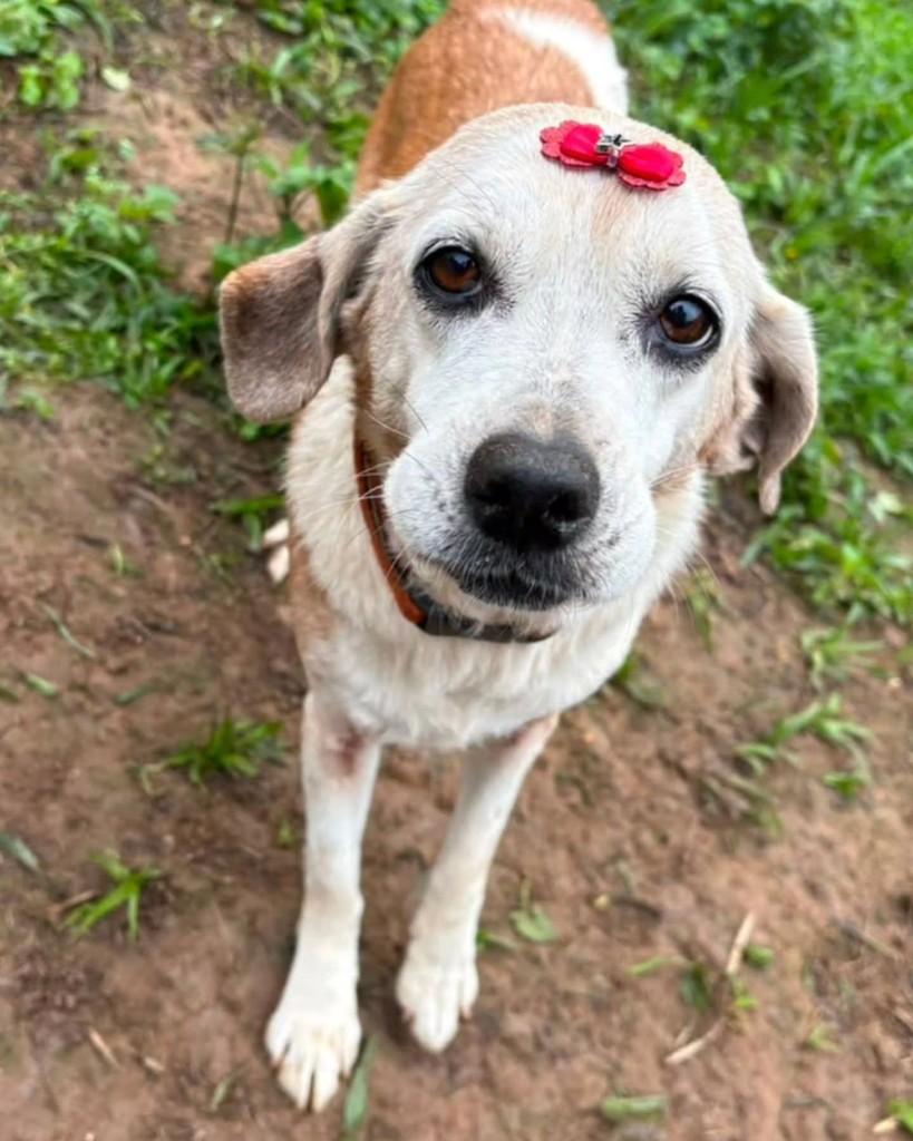 Gracinha, cadela de porte médio para adoção em Juquitiba - SP