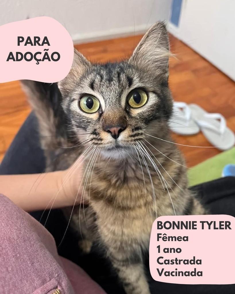 Bonnie Tyler, gata de porte médio para adoção em São Paulo - SP