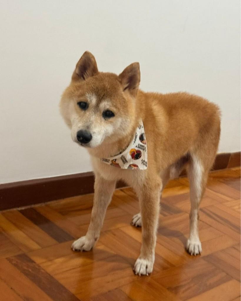 Mochi, cachorro de porte pequeno para adoção em São Paulo - SP