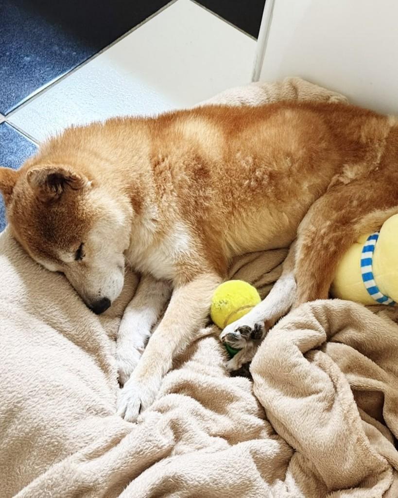 Mochi, cachorro de porte pequeno para adoção em São Paulo - SP — foto 2 de 6
