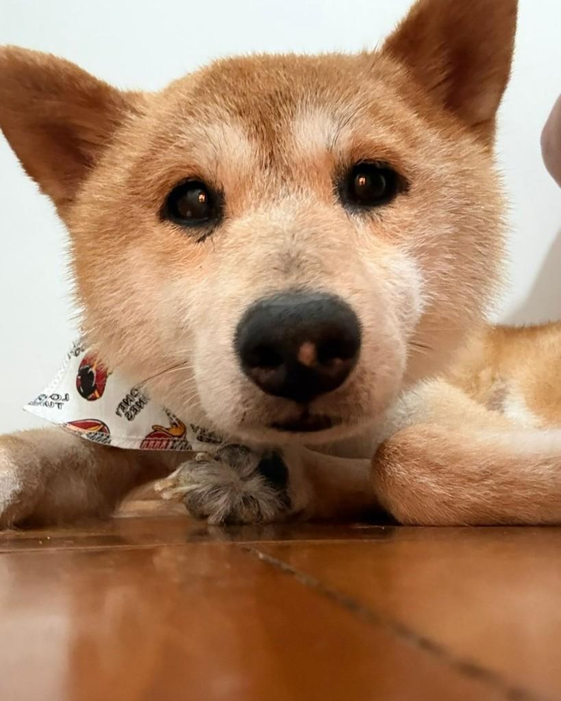 Mochi, cachorro de porte pequeno para adoção em São Paulo - SP — foto 3 de 6