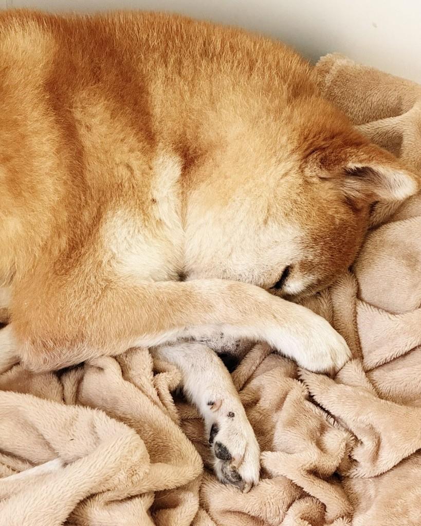 Mochi, cachorro de porte pequeno para adoção em São Paulo - SP — foto 4 de 6