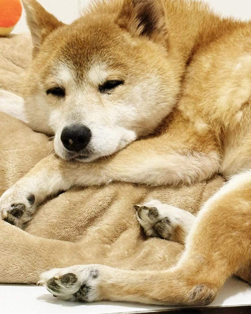 Mochi, cachorro de porte pequeno para adoção em São Paulo - SP — foto 5 de 6