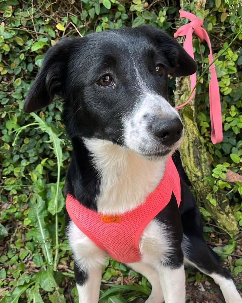 Adriana, cachorro de porte pequeno para adoção em São Paulo - SP