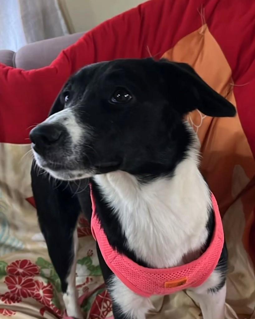 Adriana, cachorro de porte pequeno para adoção em São Paulo - SP — foto 2 de 7