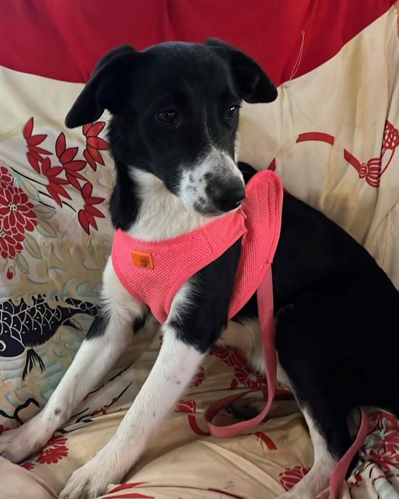 Adriana, cachorro de porte pequeno para adoção em São Paulo - SP — foto 3 de 7