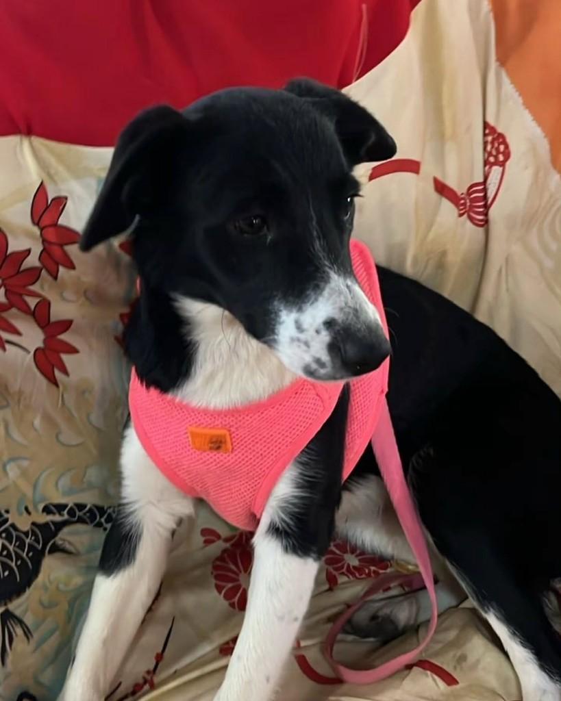 Adriana, cachorro de porte pequeno para adoção em São Paulo - SP — foto 4 de 7