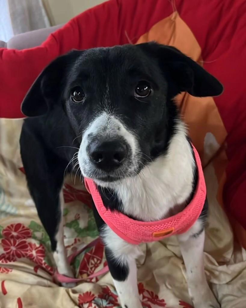 Adriana, cachorro de porte pequeno para adoção em São Paulo - SP — foto 5 de 7