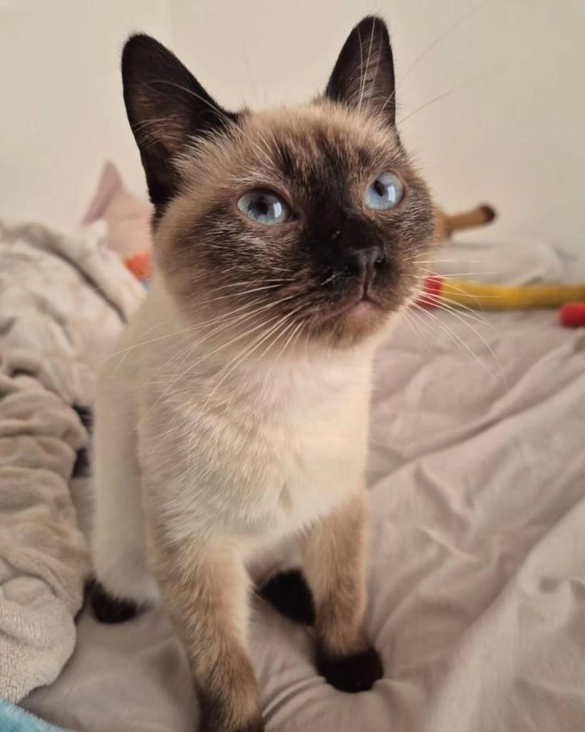 Pafuncia, gata de porte pequeno para adoção em São Paulo - SP