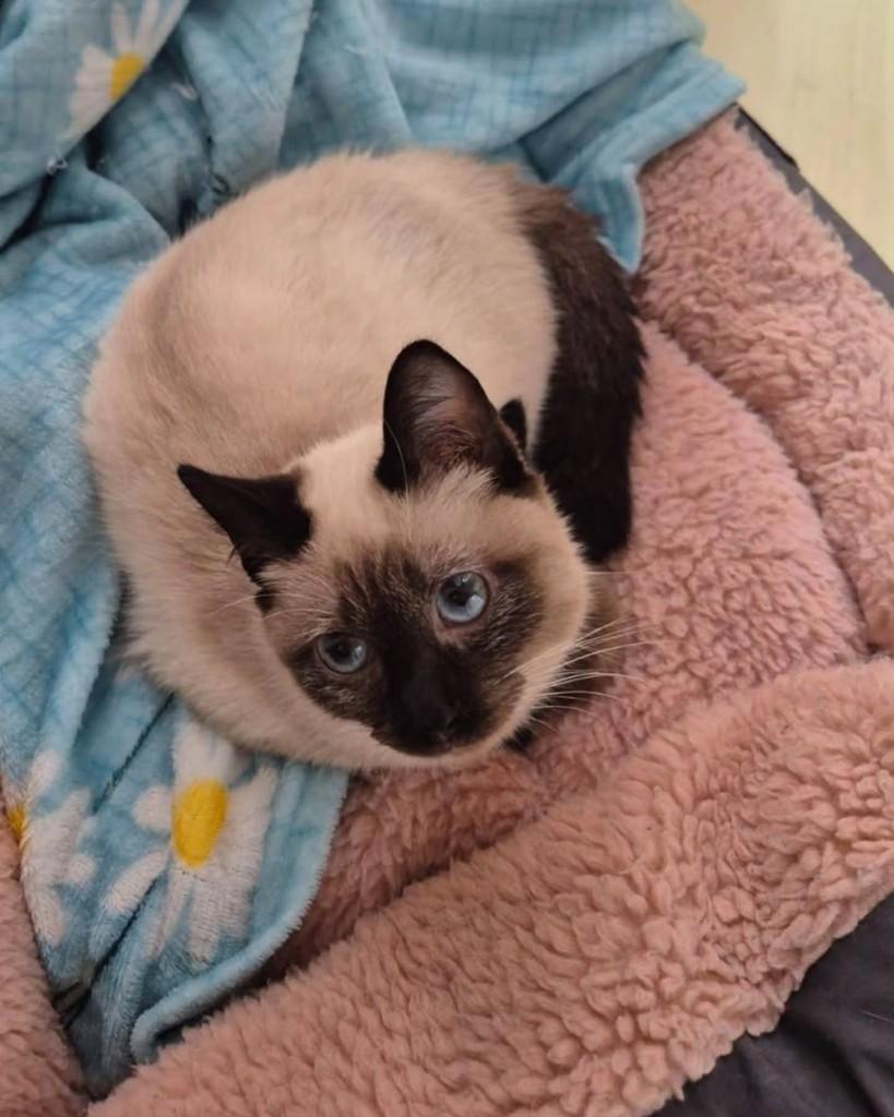 Pafuncia, gata de porte pequeno para adoção em São Paulo - SP — foto 2 de 4