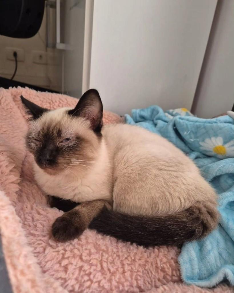 Pafuncia, gata de porte pequeno para adoção em São Paulo - SP — foto 3 de 4
