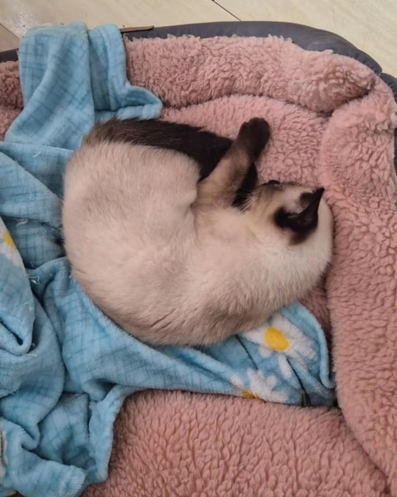 Pafuncia, gata de porte pequeno para adoção em São Paulo - SP — foto 4 de 4