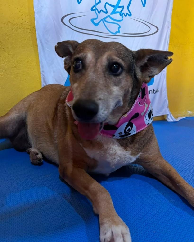 Madona, cadela de porte médio para adoção em São Paulo - SP — foto 2 de 7