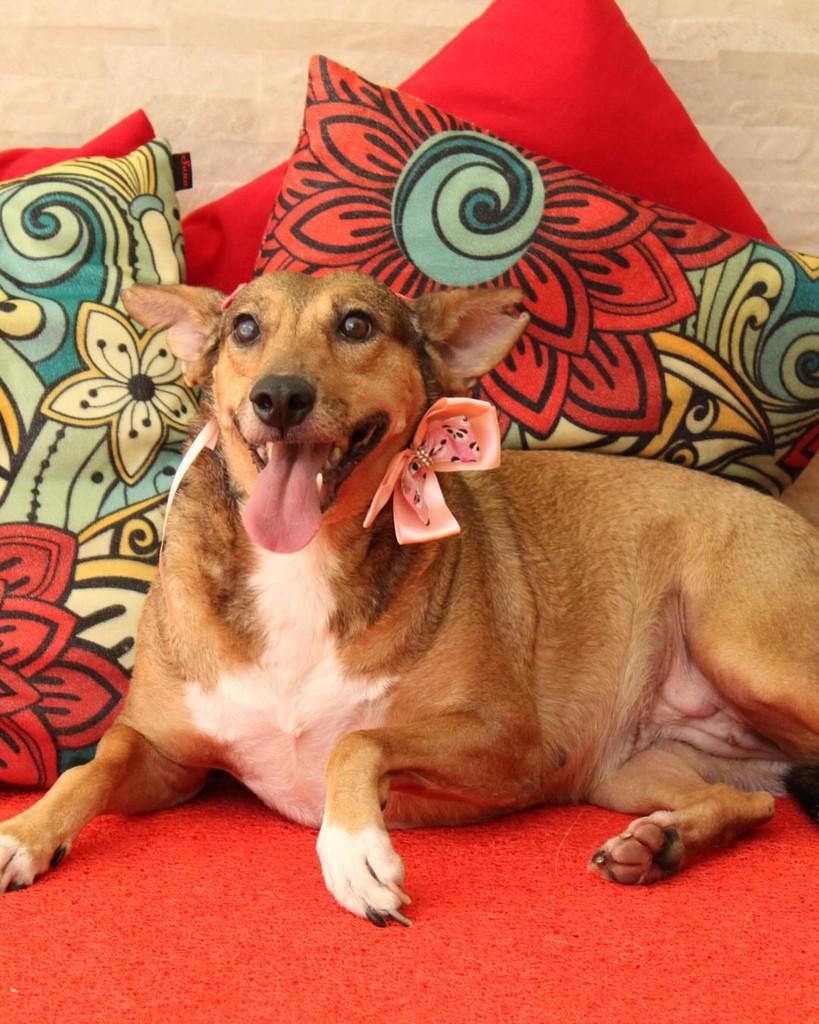 Madona, cadela de porte médio para adoção em São Paulo - SP — foto 4 de 7