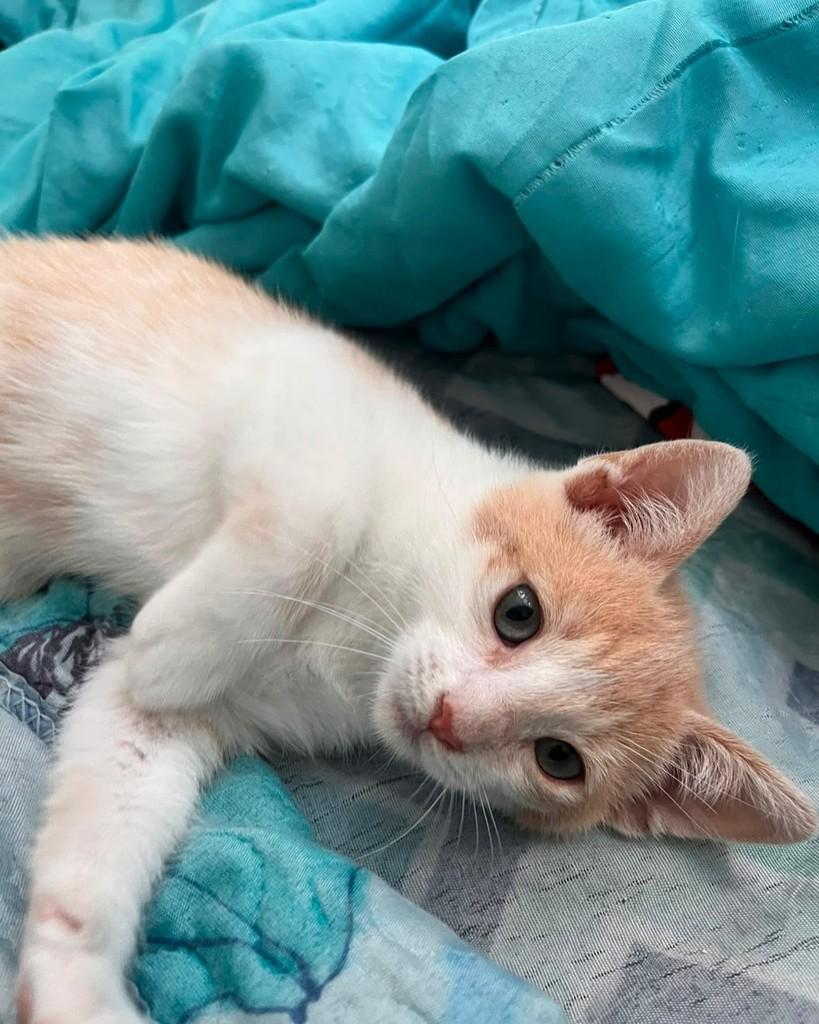 Lineuzinho, gato de porte pequeno para adoção em São Paulo - SP