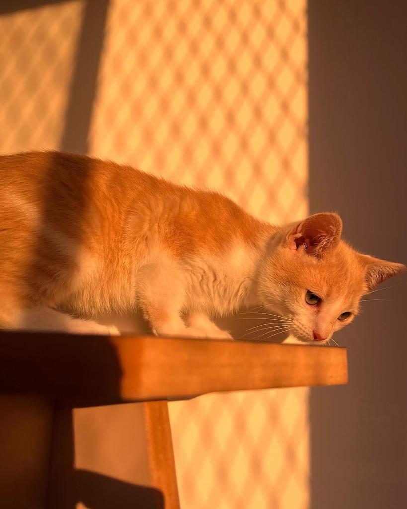 Lineuzinho, gato de porte pequeno para adoção em São Paulo - SP — foto 2 de 5