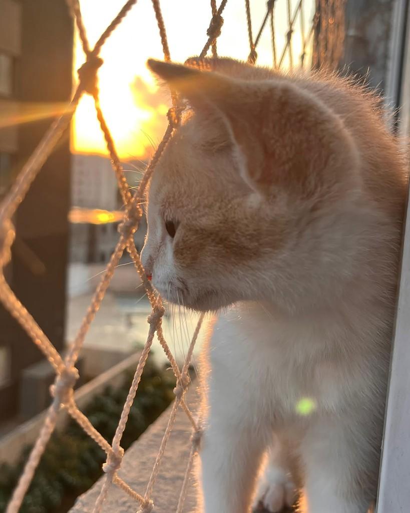 Lineuzinho, gato de porte pequeno para adoção em São Paulo - SP — foto 3 de 5