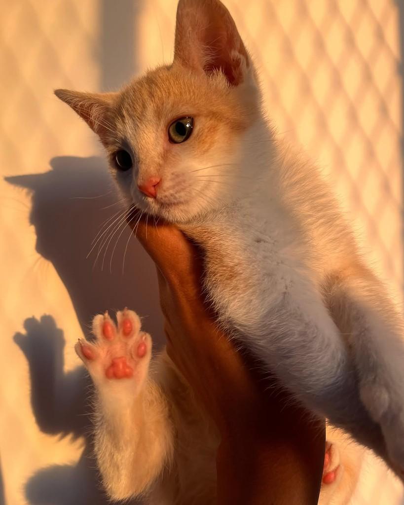 Lineuzinho, gato de porte pequeno para adoção em São Paulo - SP — foto 4 de 5
