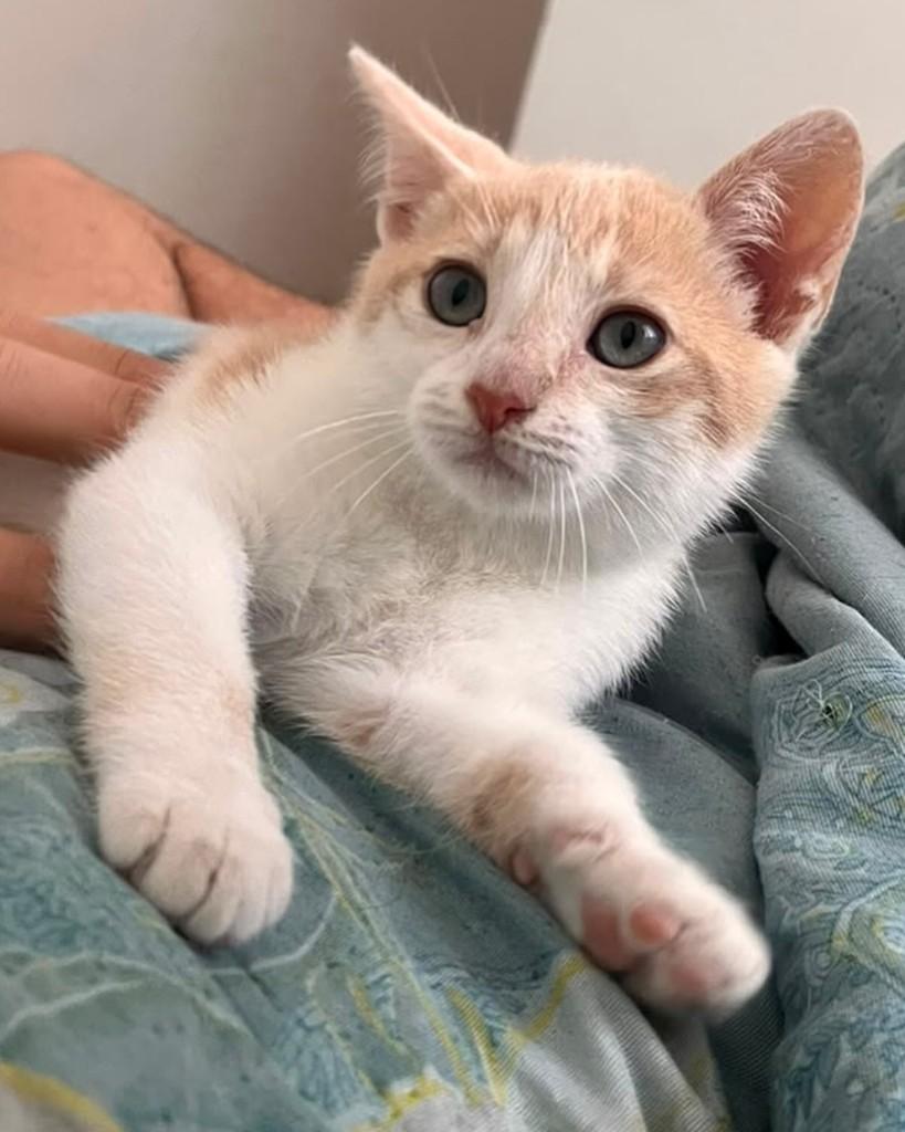 Lineuzinho, gato de porte pequeno para adoção em São Paulo - SP — foto 5 de 5